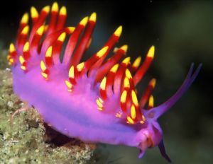 gas flame nudibranch taken in Sodwana bay South Africa by Fiona Ayerst 